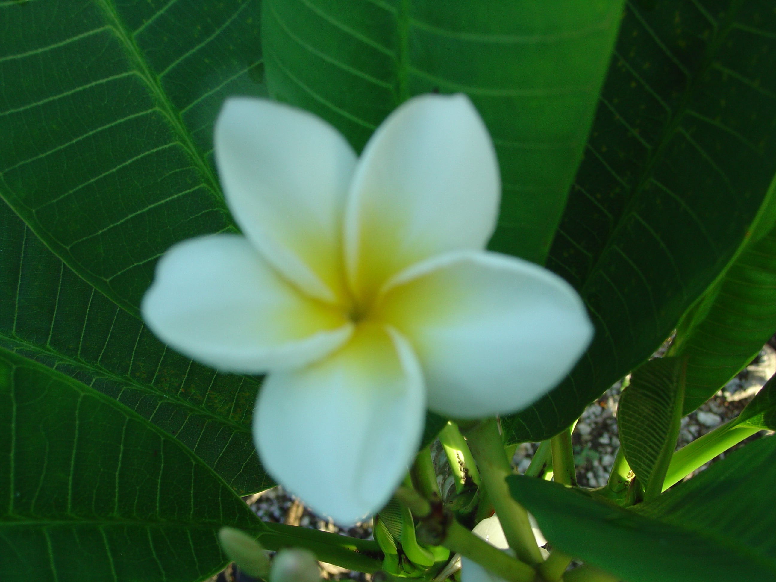 Chocolate plumeria photo