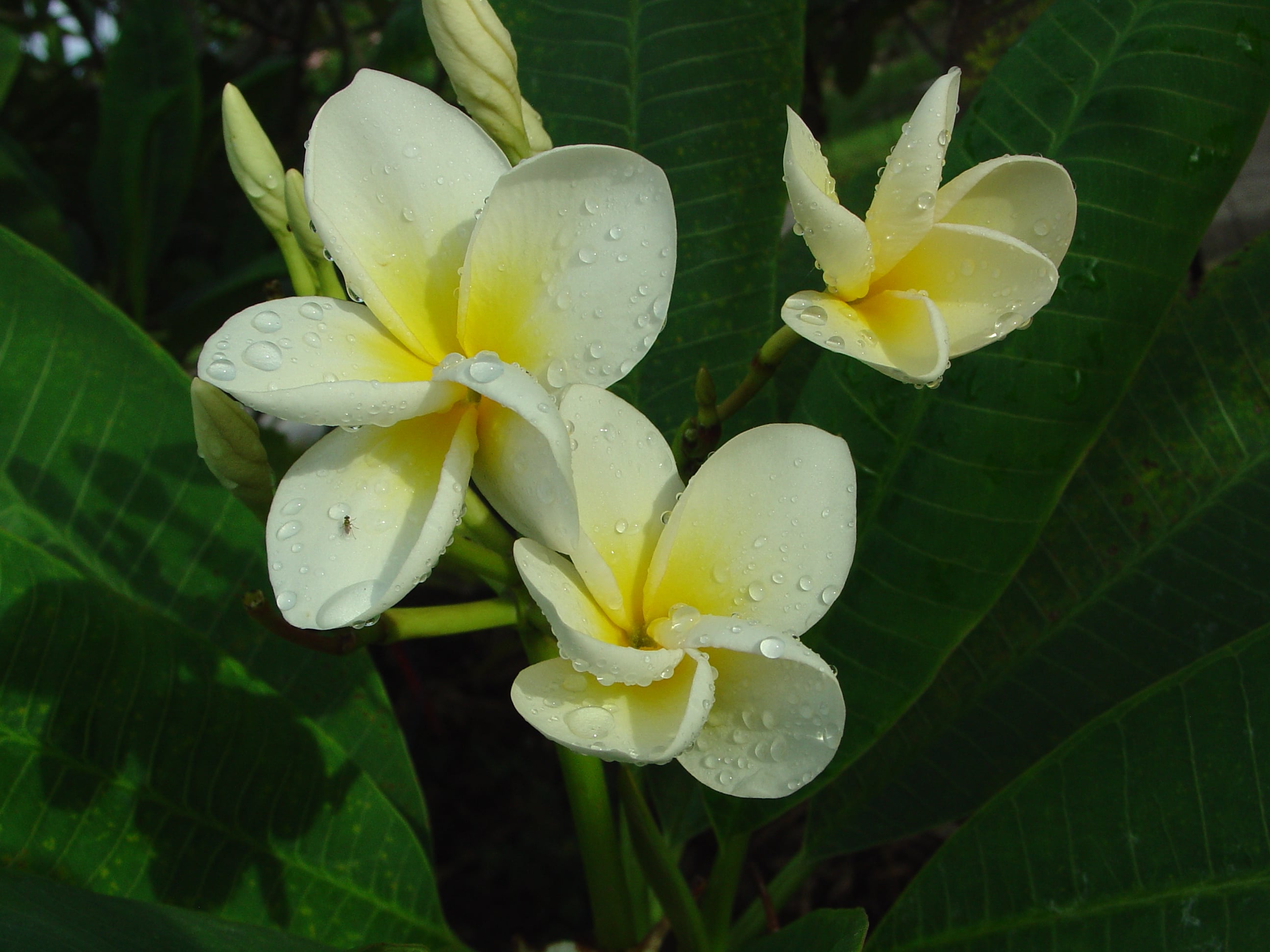 Chocolate plumeria photo