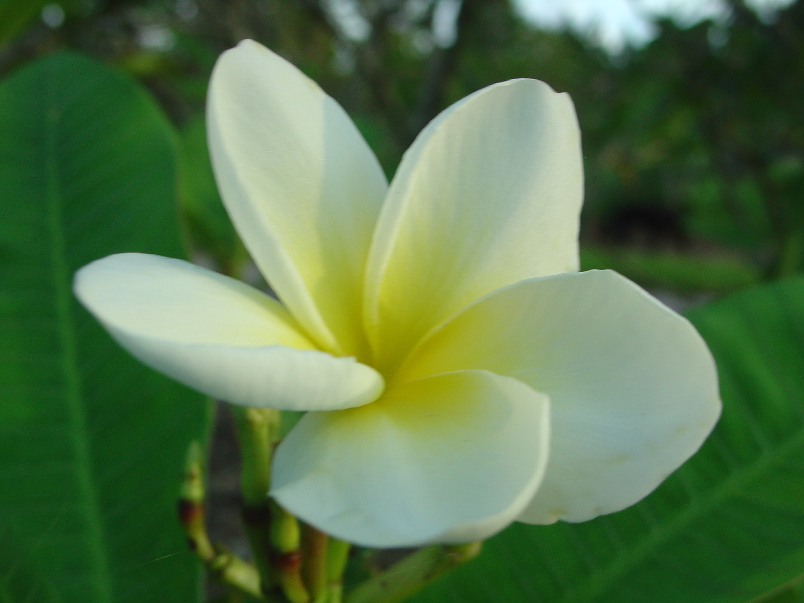 Chocolate plumeria photo