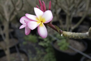 Chompoo Jack plumeria photo