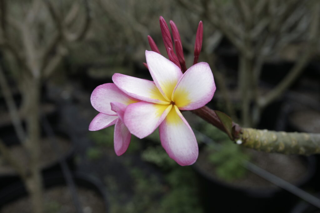 Chompoo Jack plumeria photo