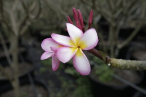 Chompoo Jack plumeria photo