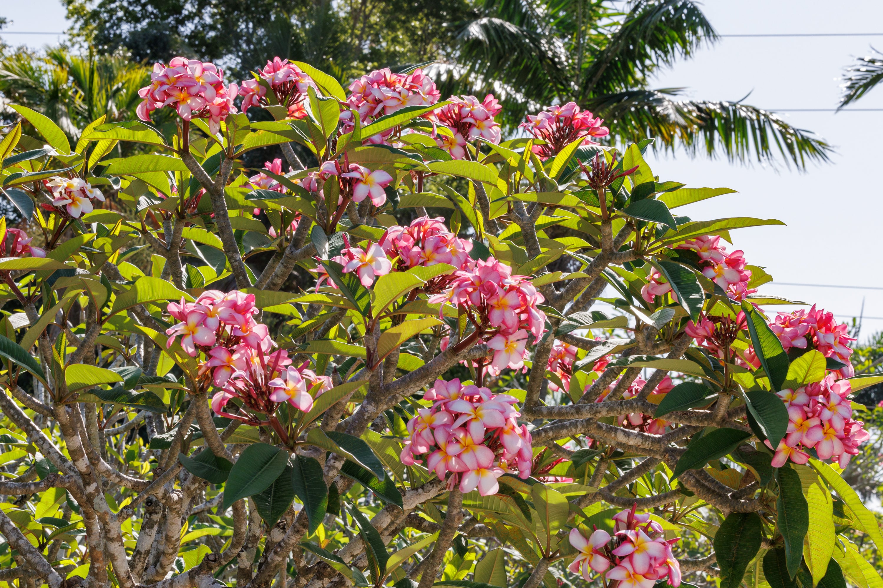 Chompoo Zin plumeria photo