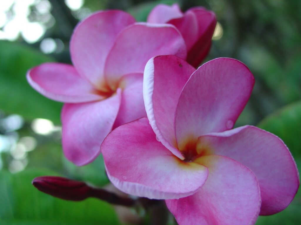 Christina B plumeria photo