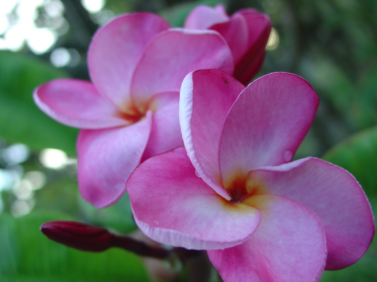 Christina B plumeria photo
