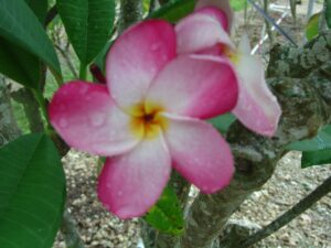 Christina B plumeria photo