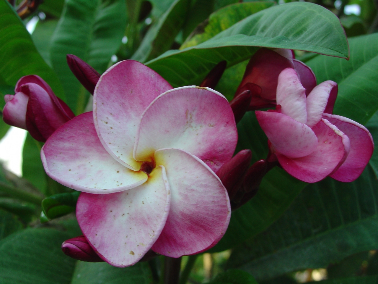 Christina B plumeria photo