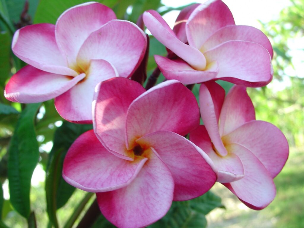 Christina B plumeria photo