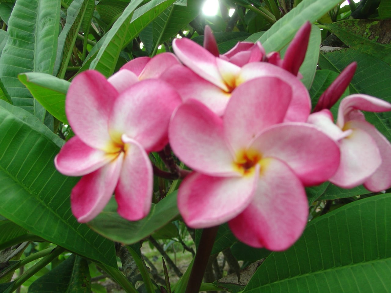 Christina B plumeria photo