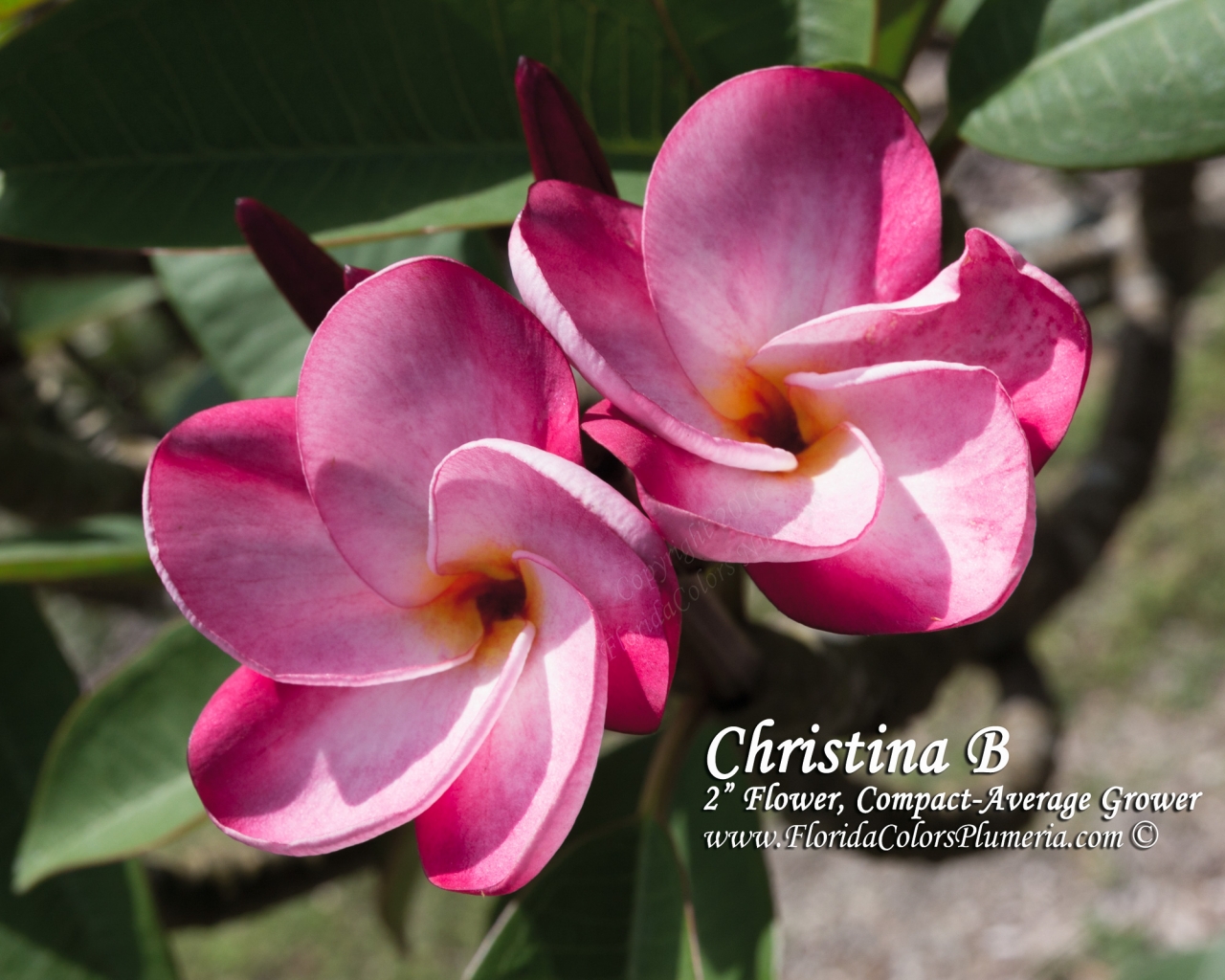 Christina B plumeria photo