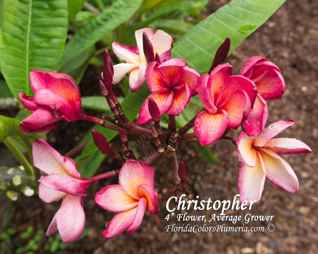 Christopher plumeria photo