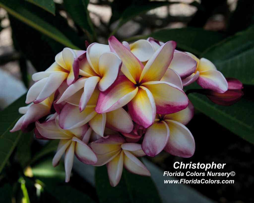 Christopher plumeria photo