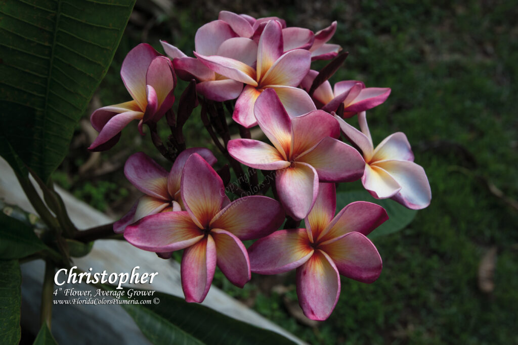 Christopher plumeria photo