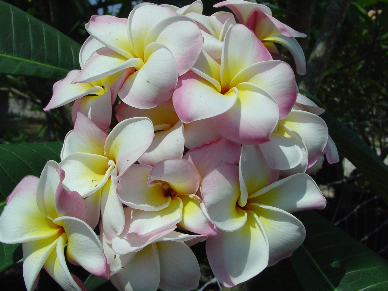 Church Ruffles plumeria photo