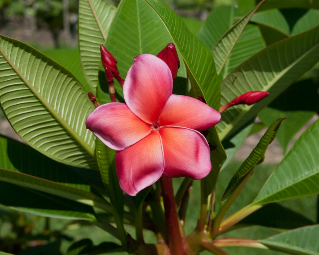 Cigril plumeria photo