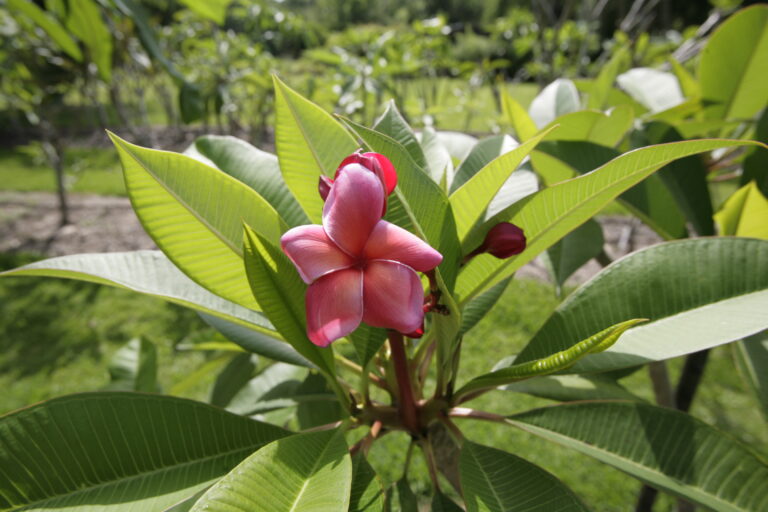 Cigril plumeria photo