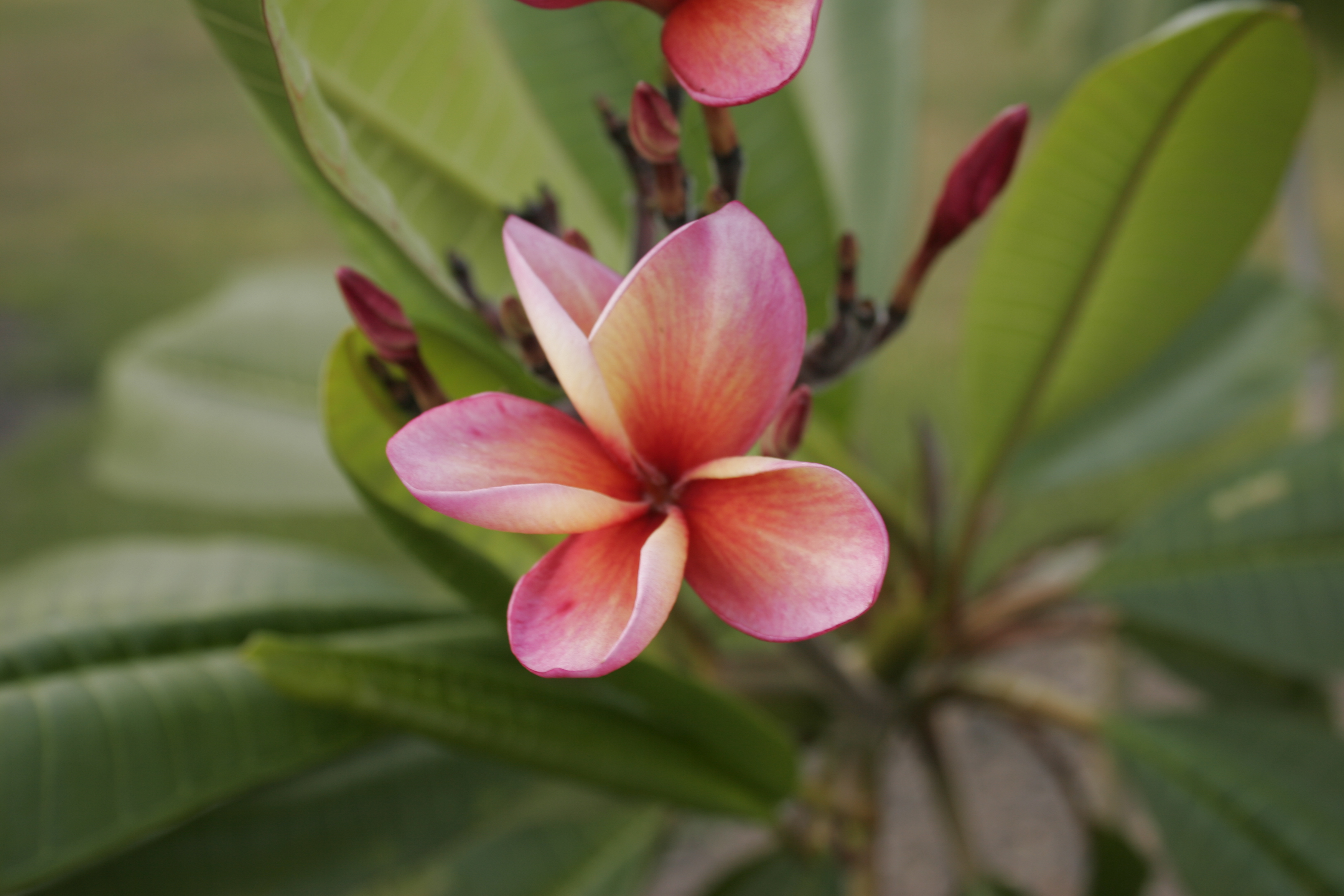 Cindy Schmidt plumeria photo