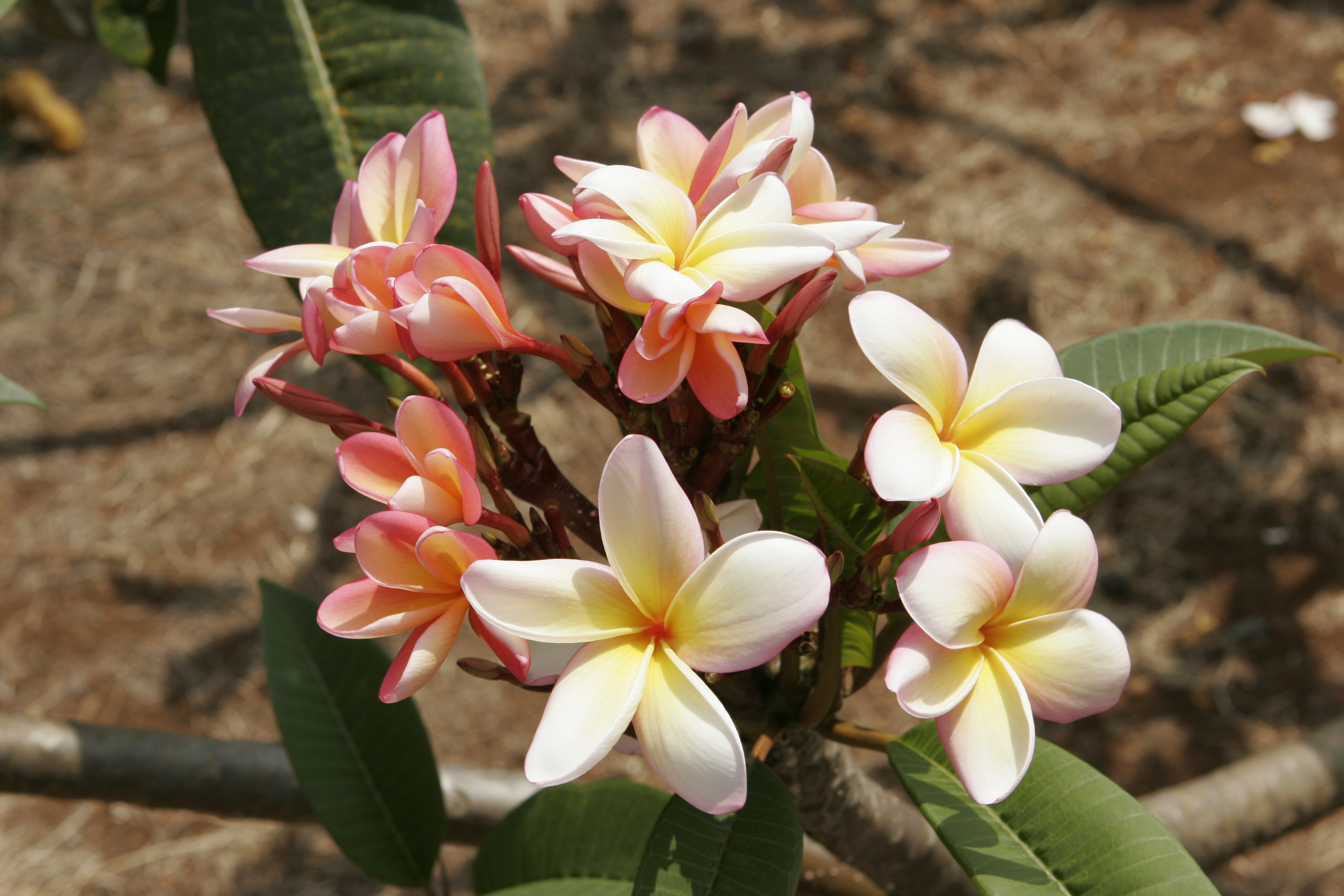 Cindy Schmidt plumeria photo