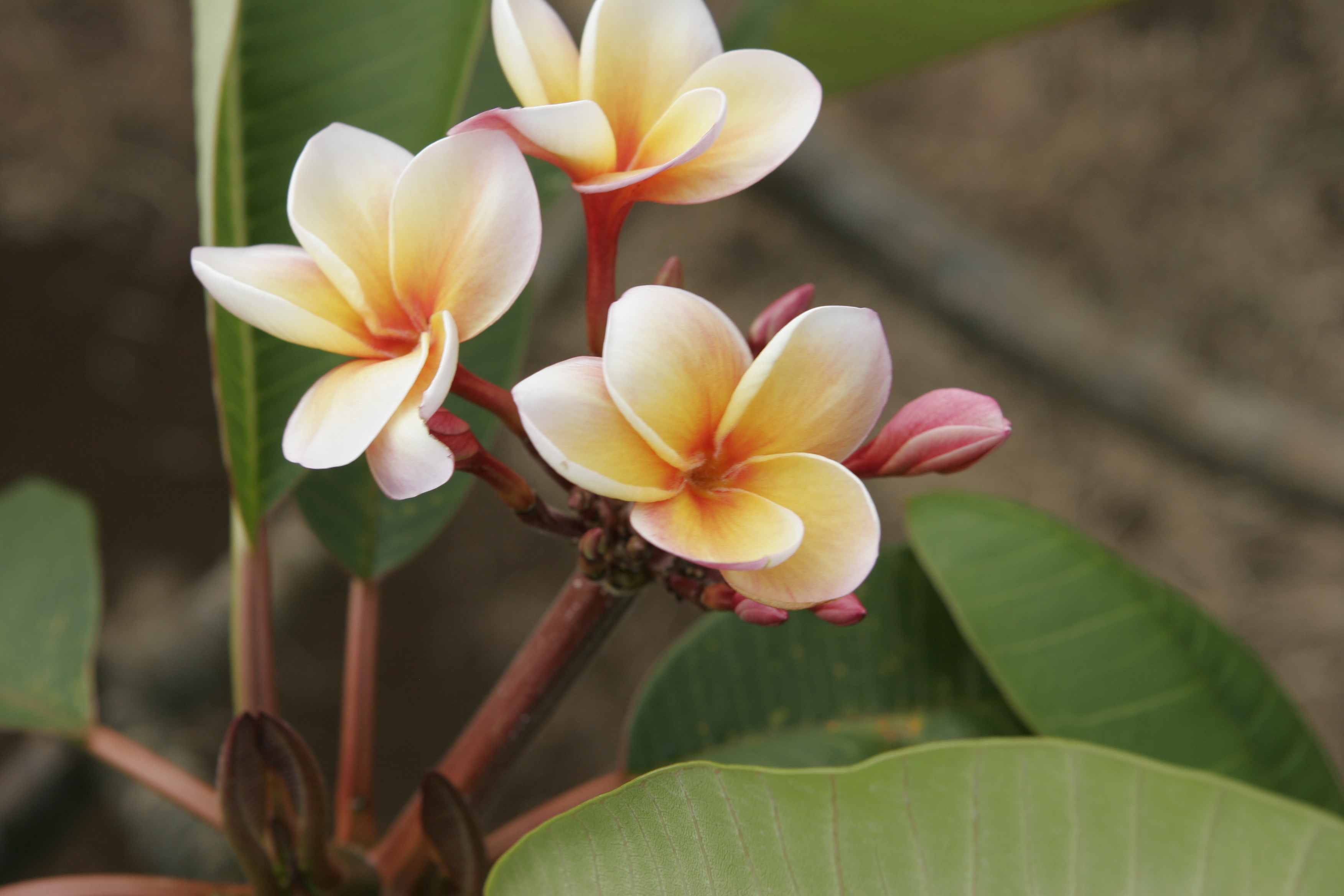 Cindy Schmidt plumeria photo