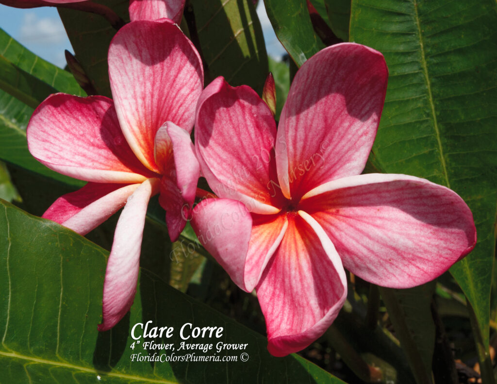 Clare Corre plumeria photo