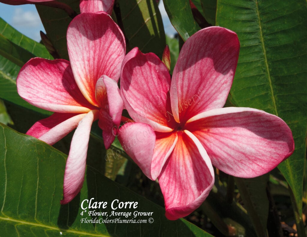 Clare Corre plumeria photo