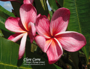 Clare Corre plumeria photo