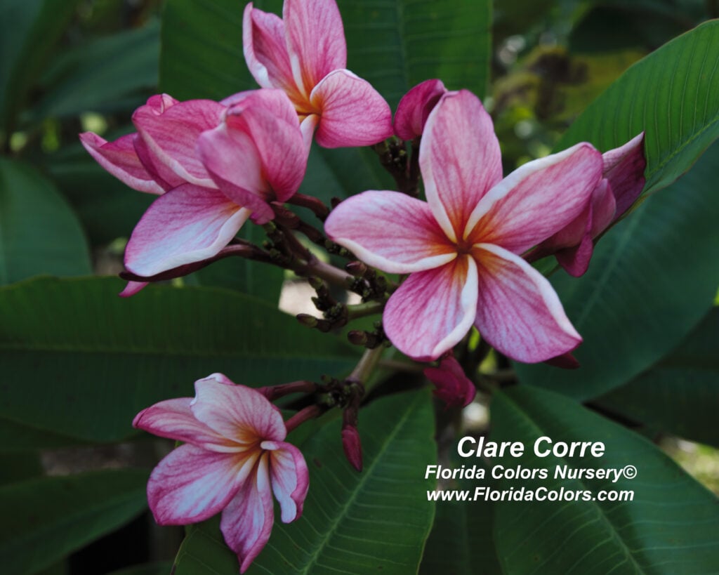 Clare Corre plumeria photo