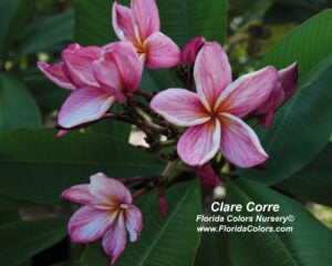Clare Corre plumeria photo