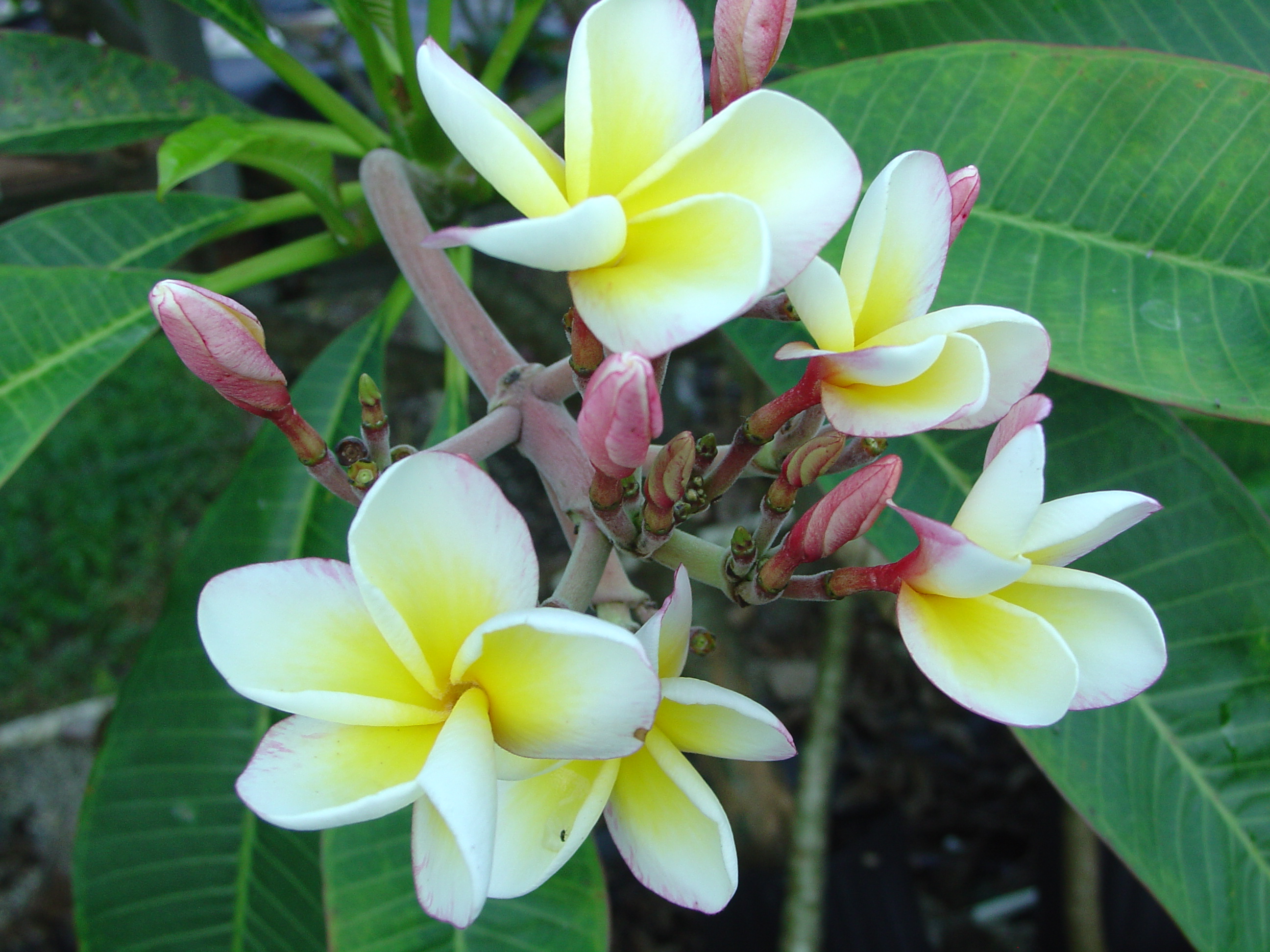 Claudine Du Pau plumeria photo