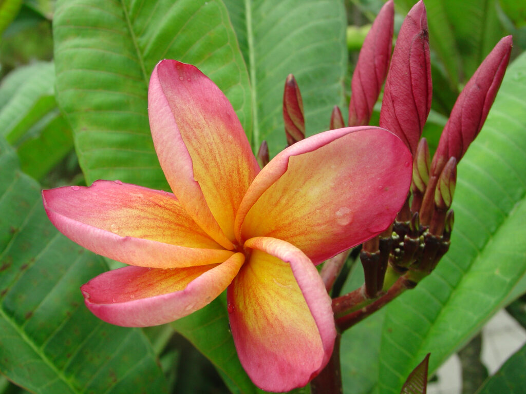 Cleopatra plumeria photo