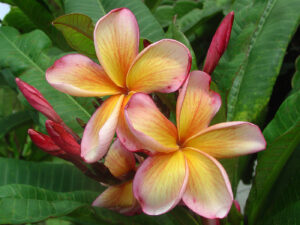 Cleopatra plumeria photo