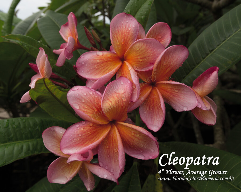 Cleopatra plumeria photo