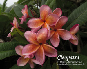 Cleopatra plumeria photo