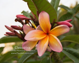 Cleopatra plumeria photo