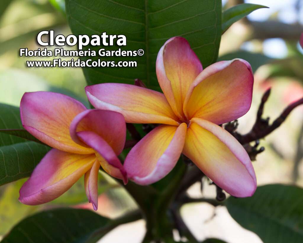 Cleopatra plumeria photo