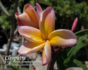Cleopatra plumeria photo