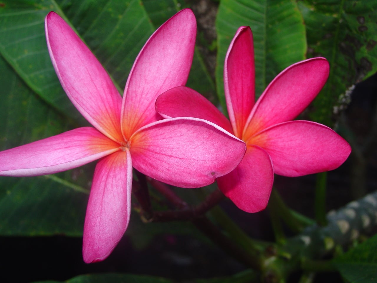 Cleveland Pink plumeria photo