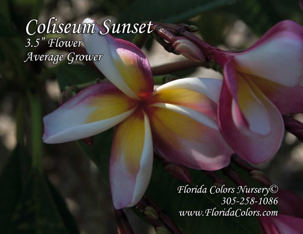 Coliseum Sunset plumeria photo