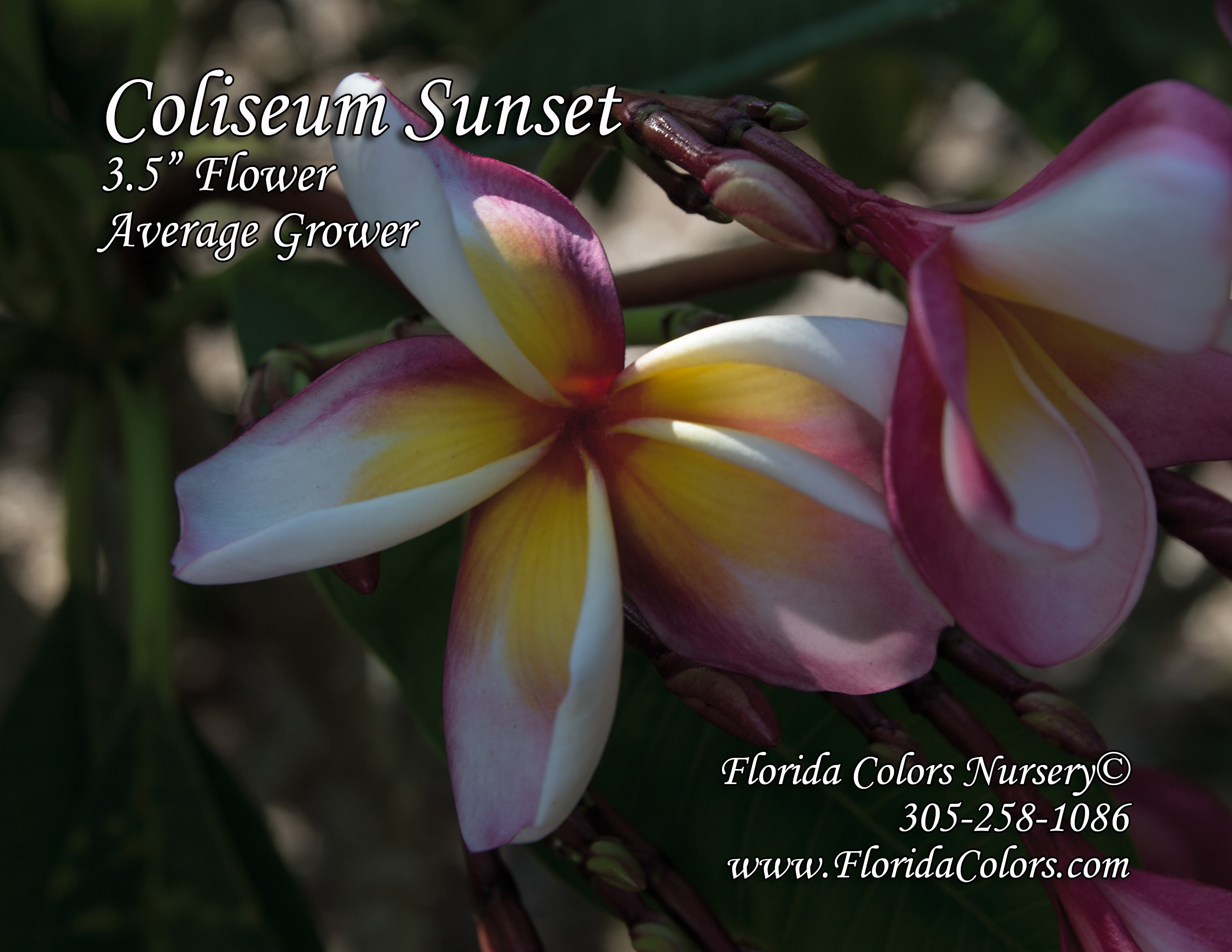 Coliseum Sunset plumeria photo