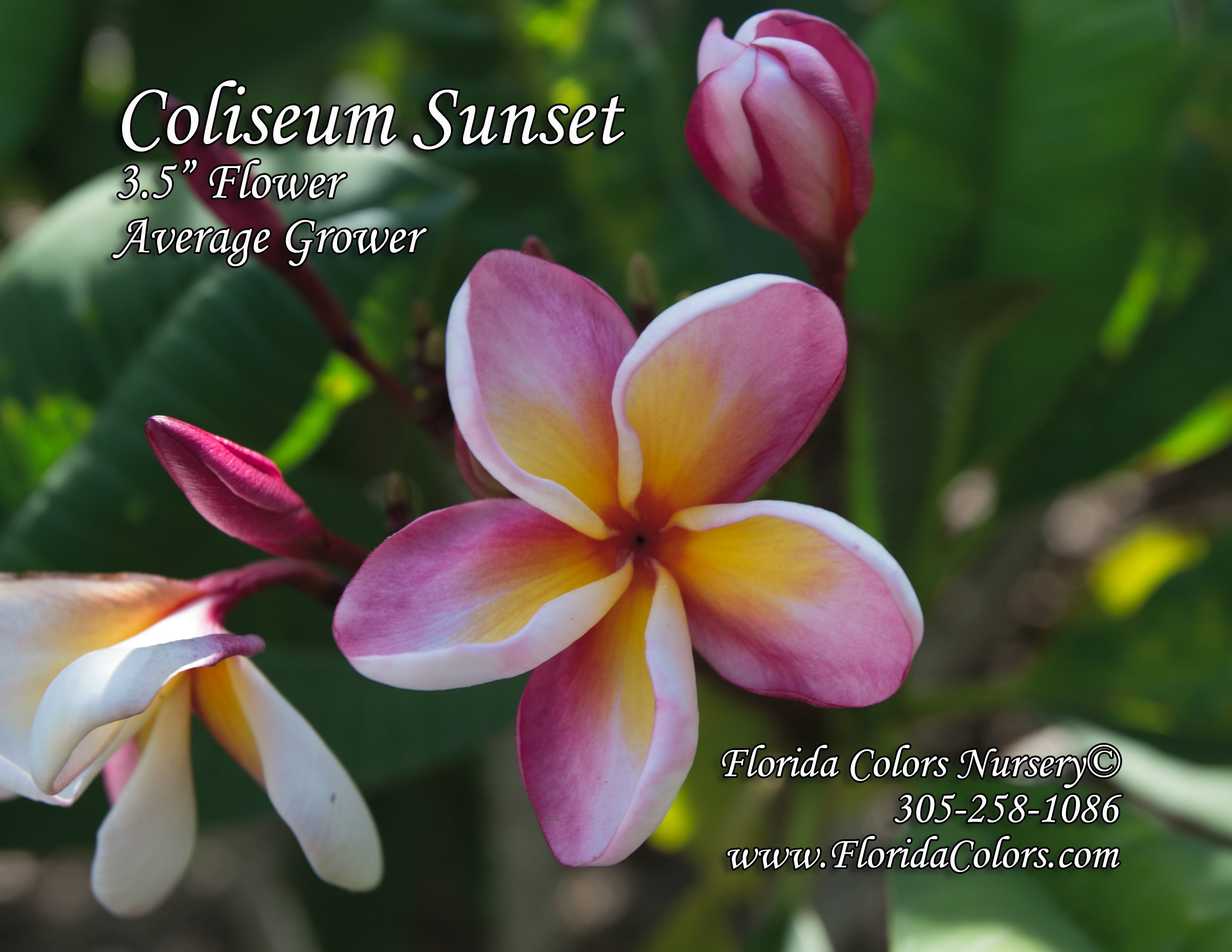 Coliseum Sunset plumeria photo