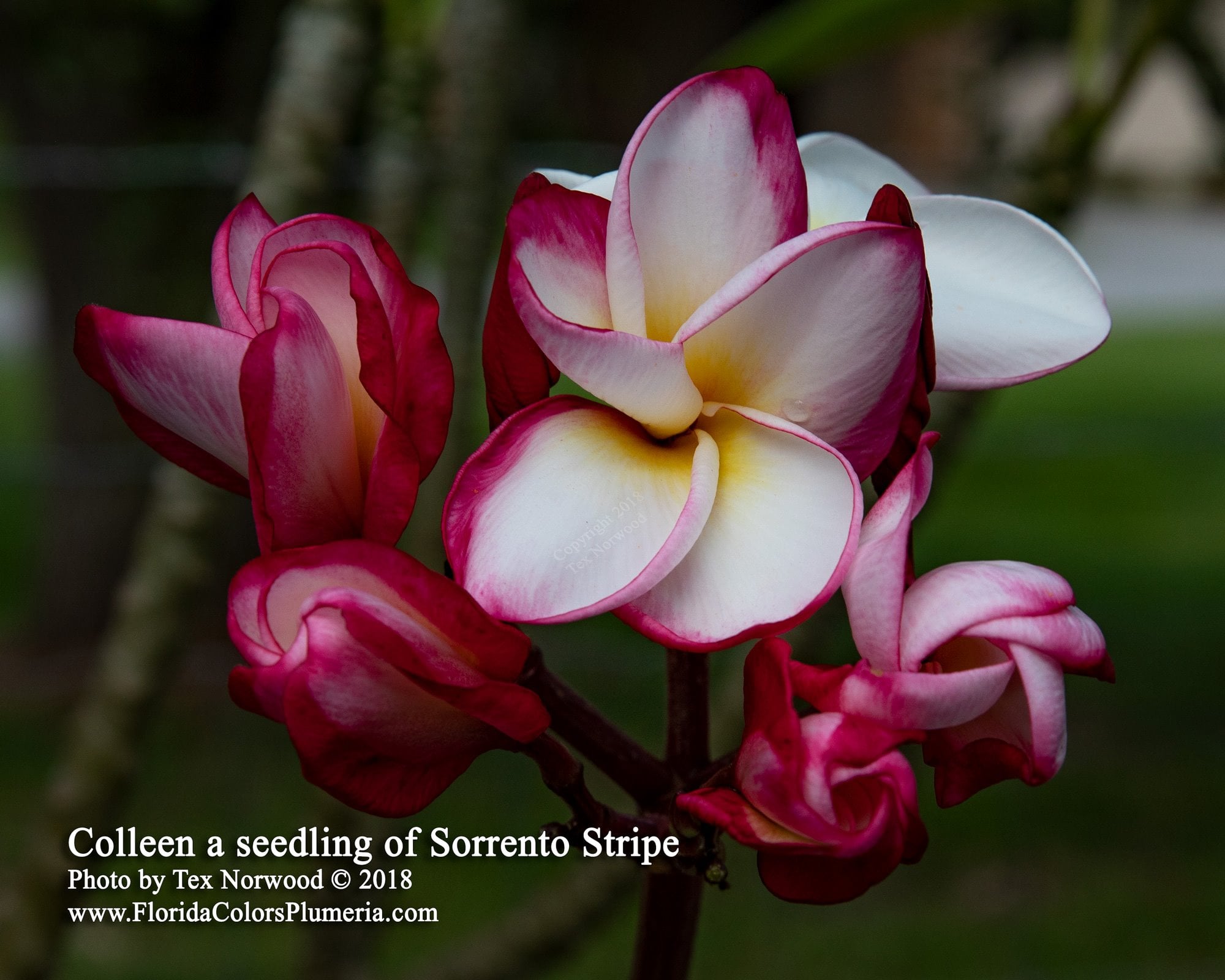 Colleen plumeria photo