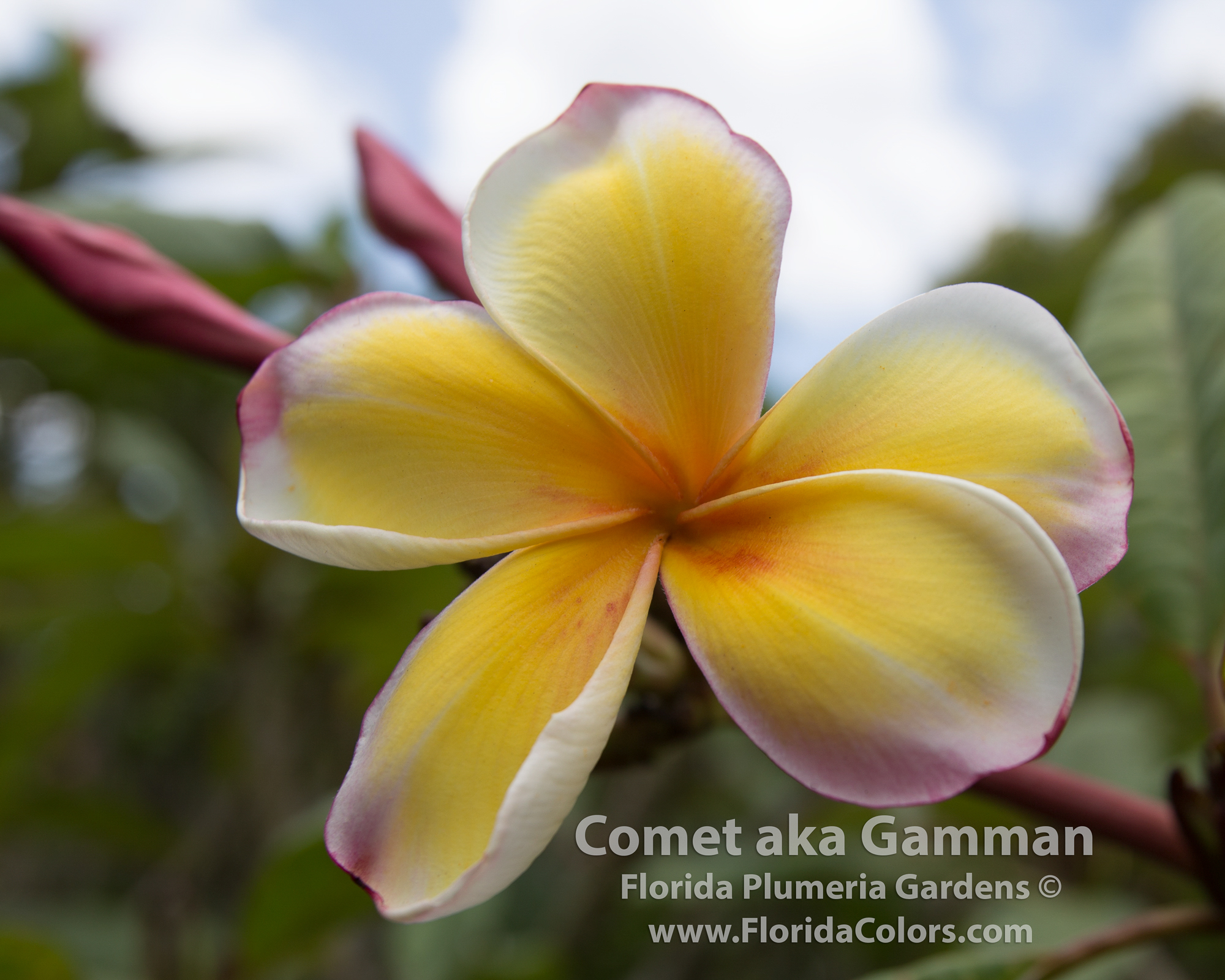 Gamman plumeria photo