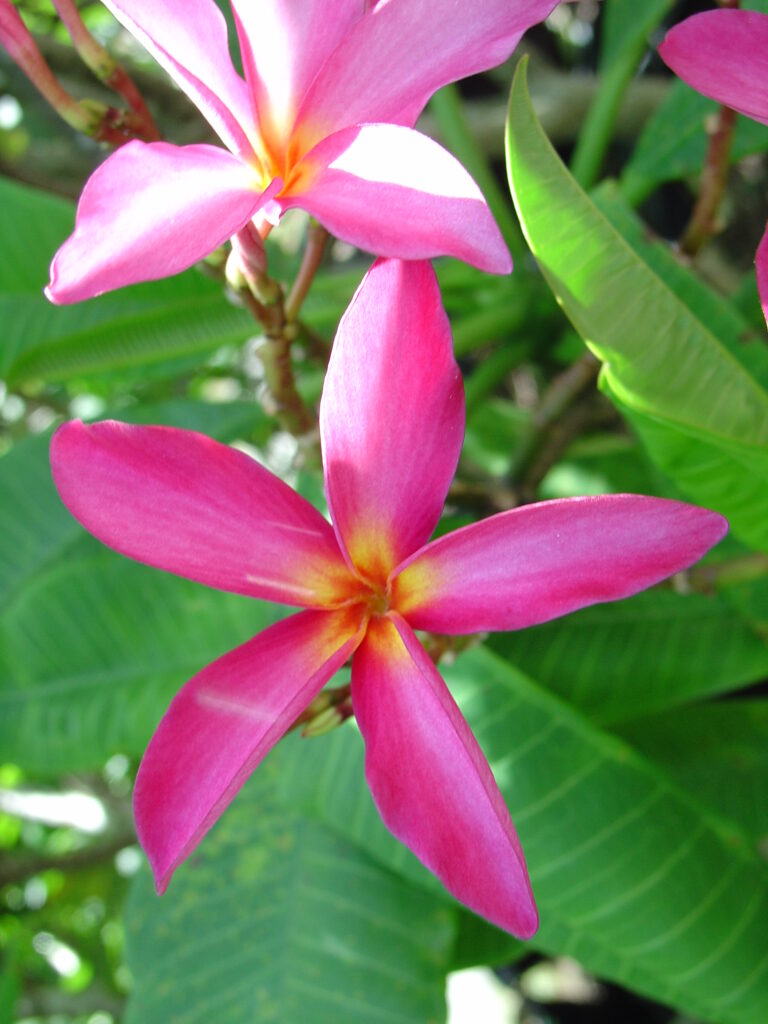 Conch Shell plumeria photo
