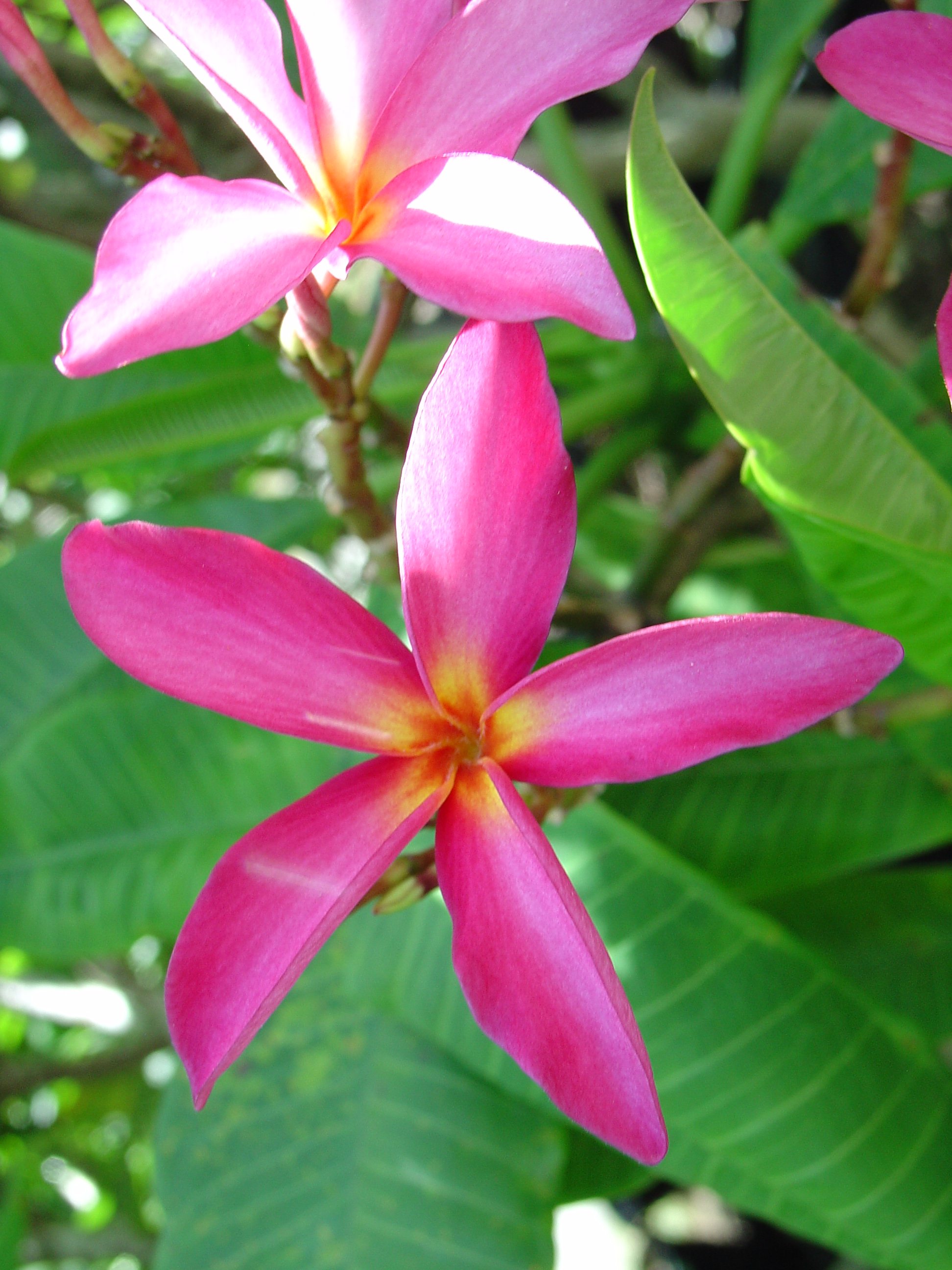Conch Shell plumeria photo
