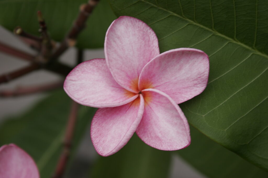Cool Aid plumeria photo