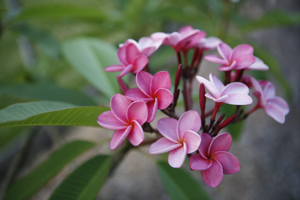 Cool Aid plumeria photo