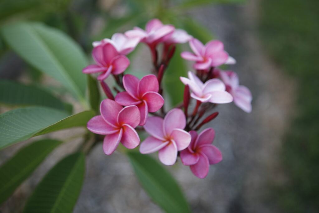 Cool Aid plumeria photo