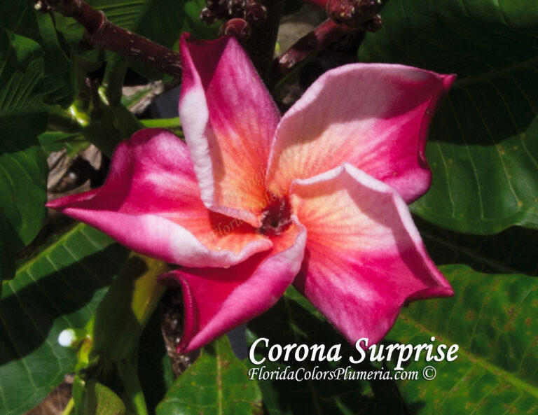 Corona Surprise plumeria photo