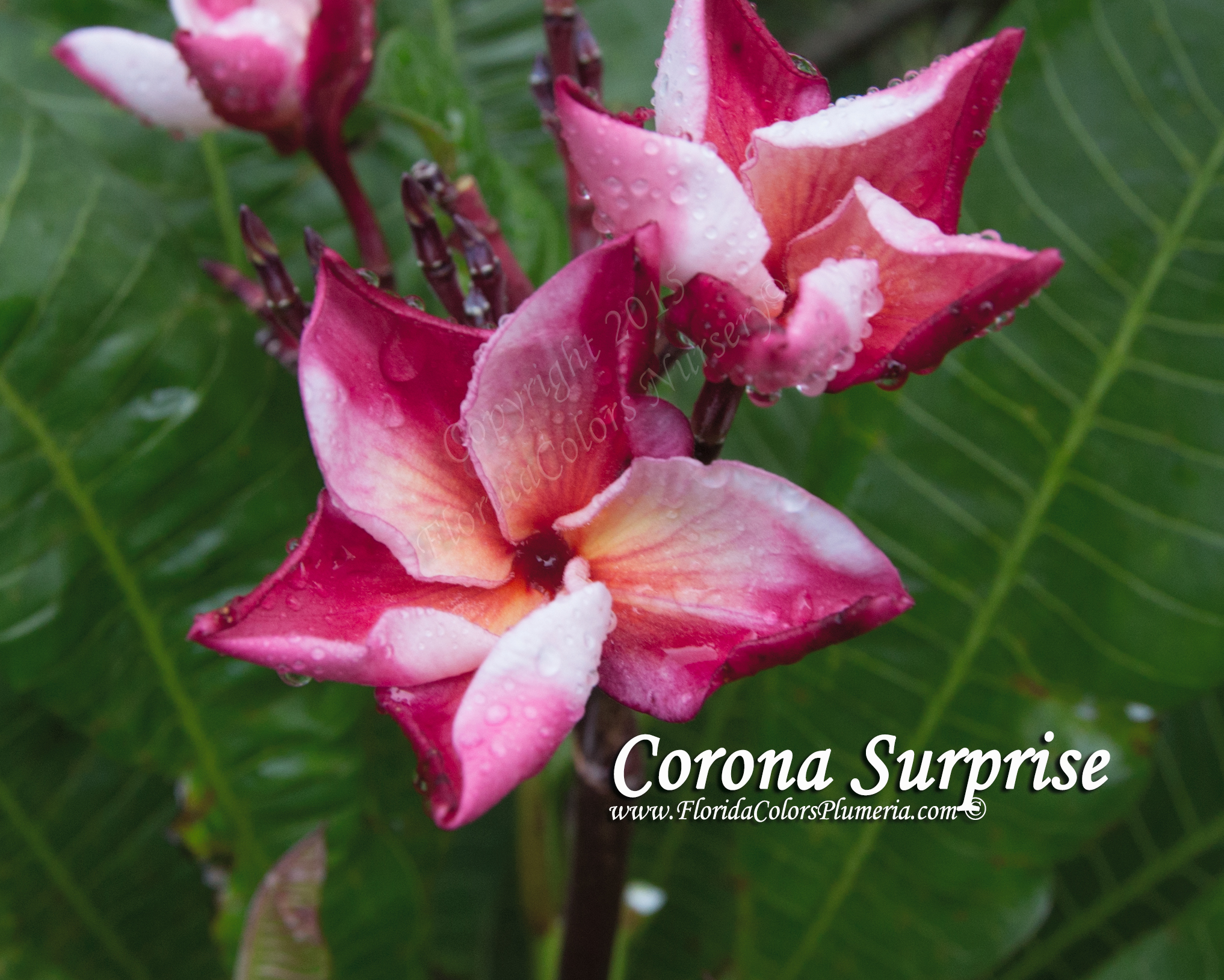 Corona Surprise plumeria photo