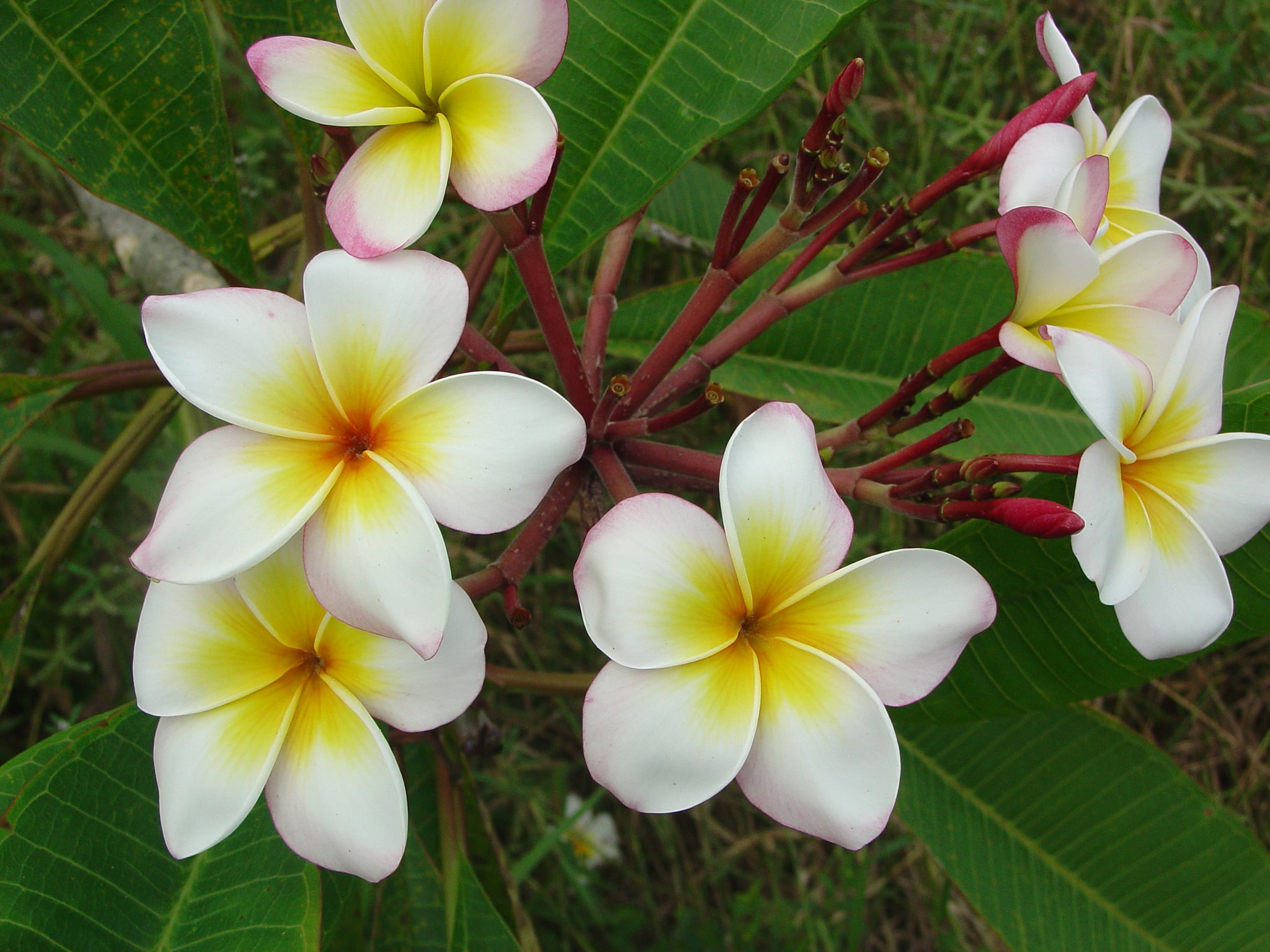 Cross Key plumeria photo